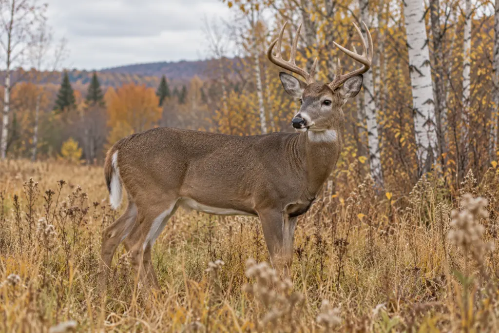 Reading the Rut: Whitetail Behavior in November
